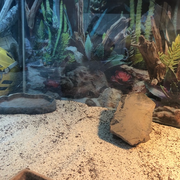 Reptile 4 Gallon Lizard Tank With Lights Poshmark